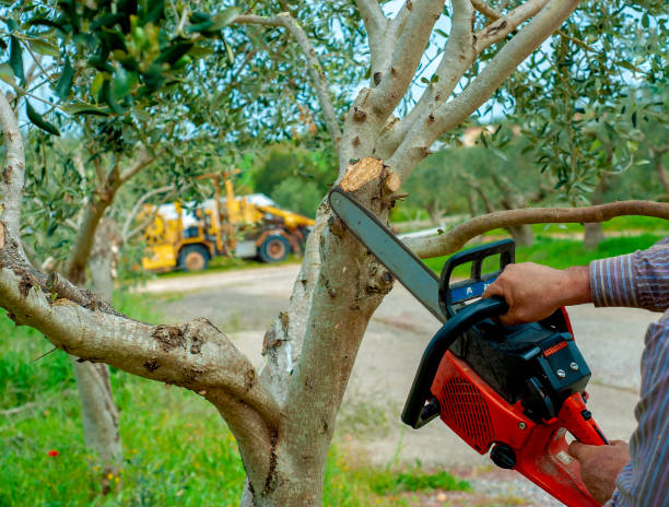 Emergency Storm Tree Removal in Bartonville, IL